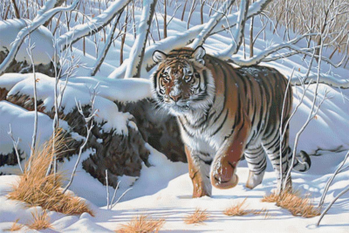 Амурский тигр. - снег, пейзаж, тигр, лес, зима, животные - предпросмотр
