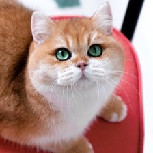 Схема вышивки «Котик»