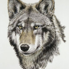 Схема вышивки «Волк»