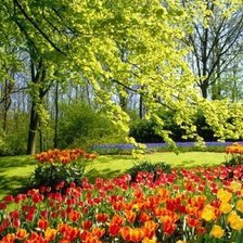 Схема вышивки «тюльпановый рай»