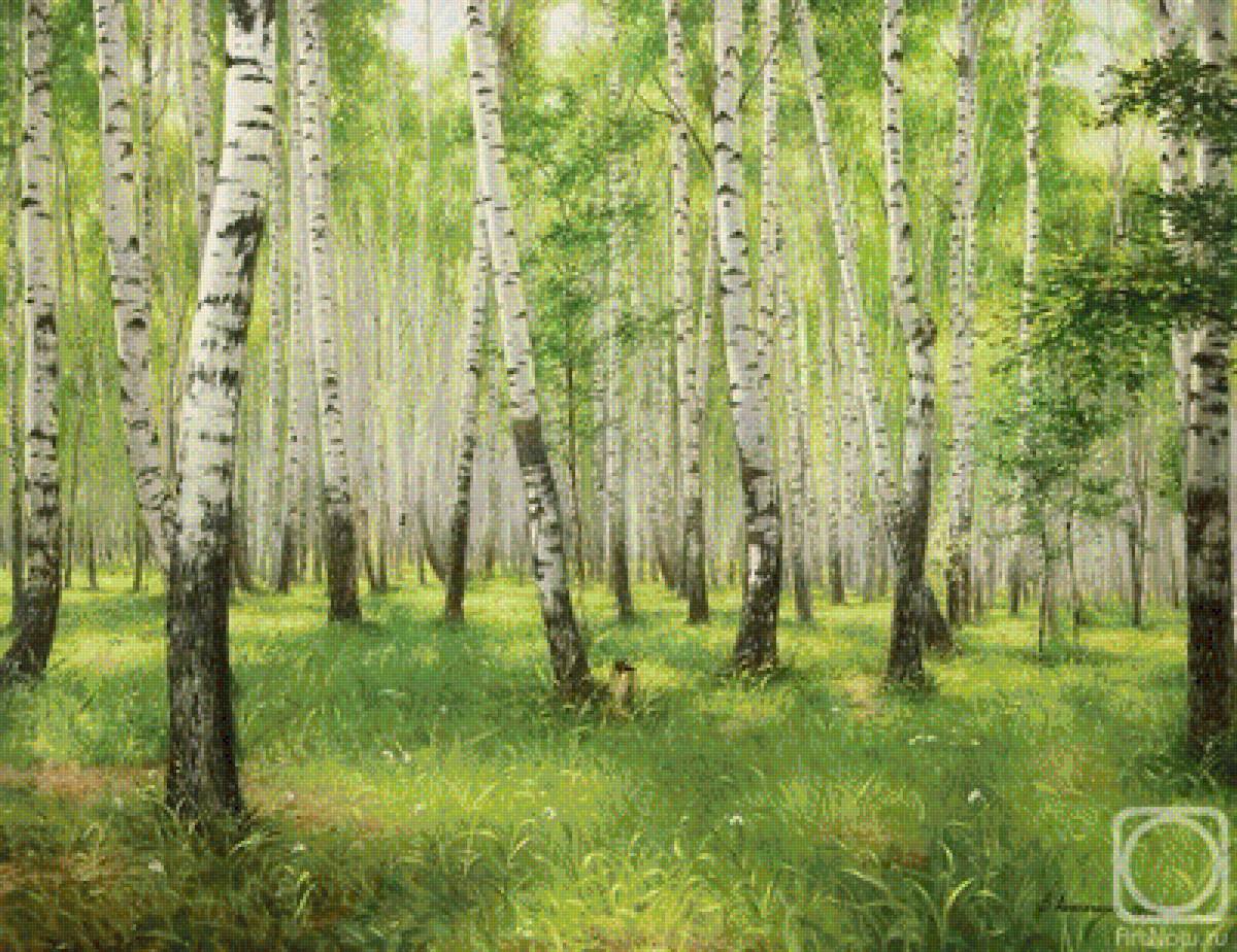 родные березки - предпросмотр