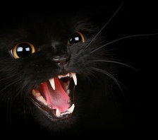 Схема вышивки «кошки»