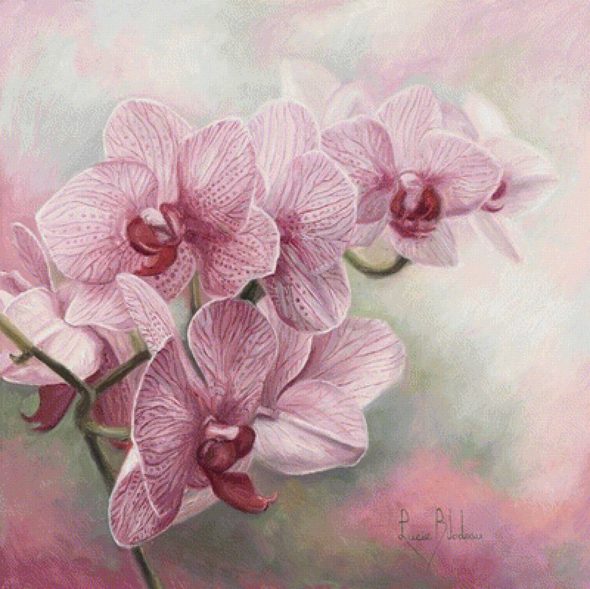 Graceful Orchids - by lucie bilodeau - предпросмотр