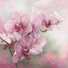 Схема вышивки «Graceful Orchids»