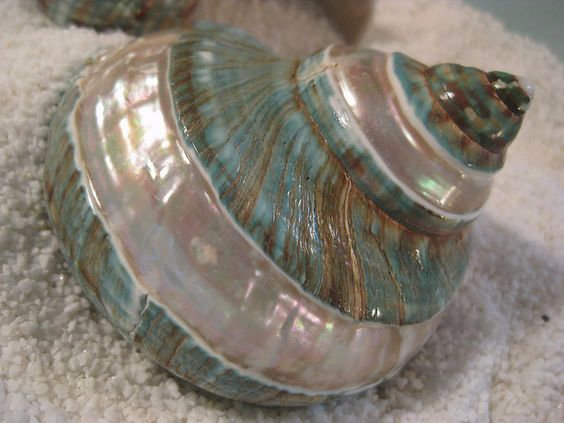 ракушки - оригинал