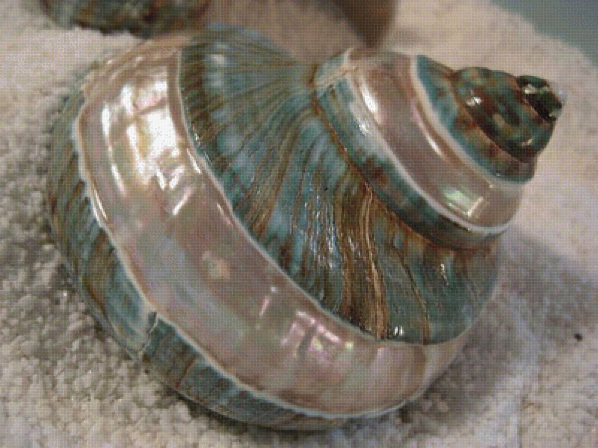 ракушки - предпросмотр