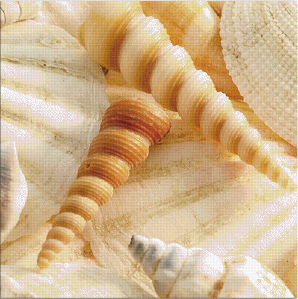 ракушки - предпросмотр