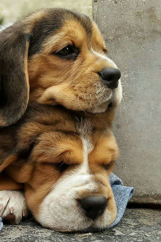 №1969002 - животные, собаки - оригинал