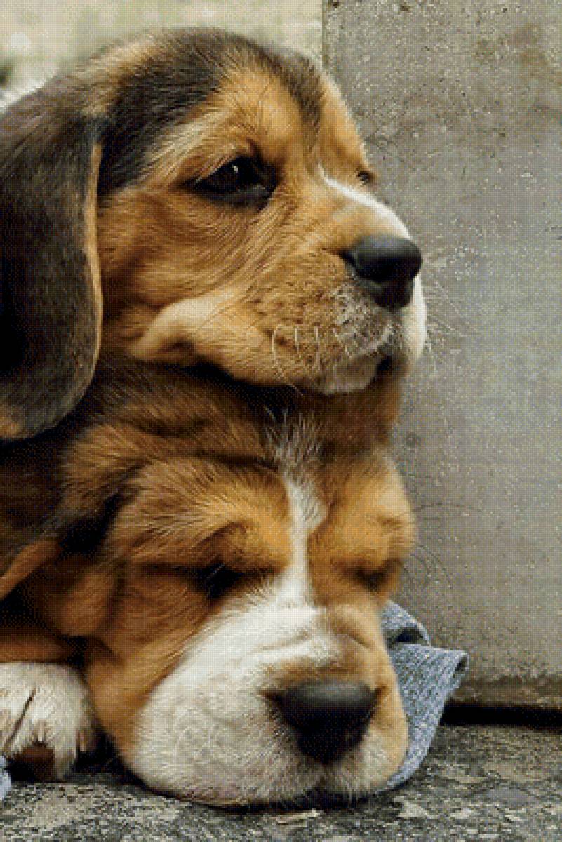 №1969002 - животные, собаки - предпросмотр