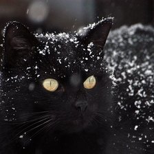 Схема вышивки «черная кошка»