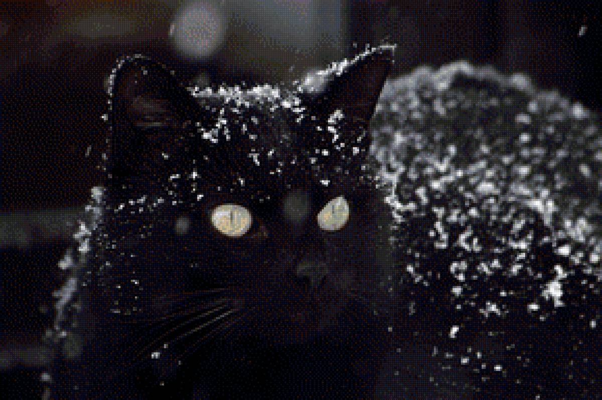 черная кошка - сказки - предпросмотр