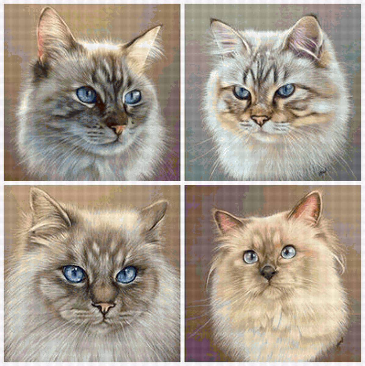 кошки - кошки - предпросмотр