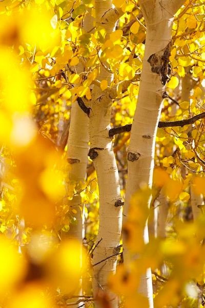 осень - деревья, осень, лес, березы - оригинал