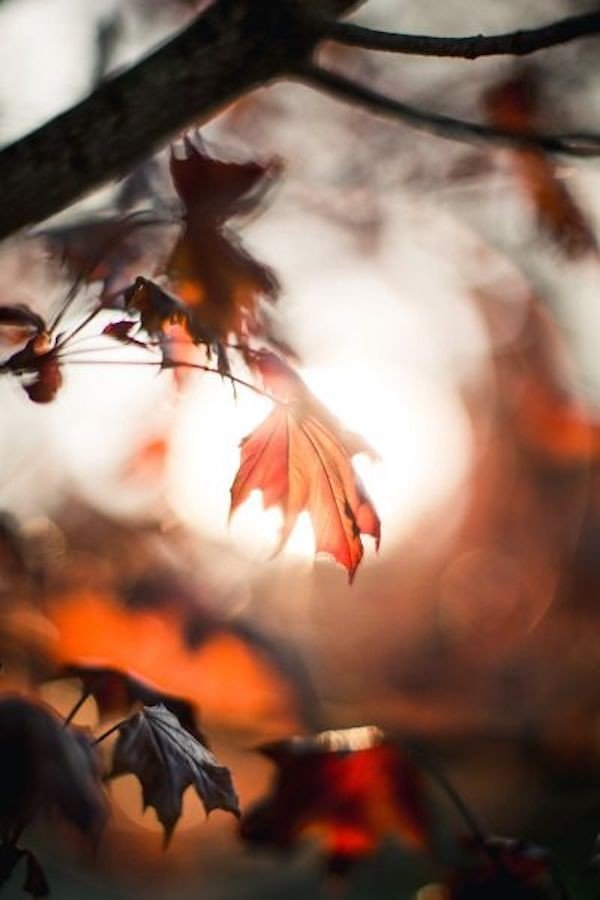 осень - осень, листья - оригинал