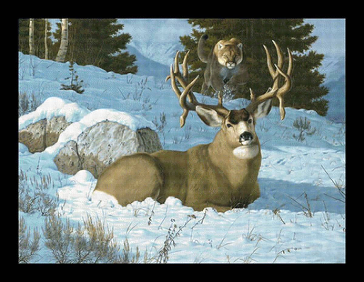 Пума и олень3. - пума, хищник, олень, охота, животные - предпросмотр