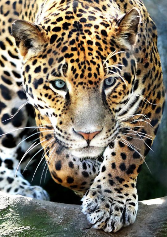 №1969712 - хищники, животные - оригинал