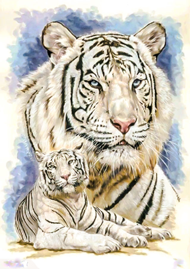 White Tiger. - animals. - оригинал