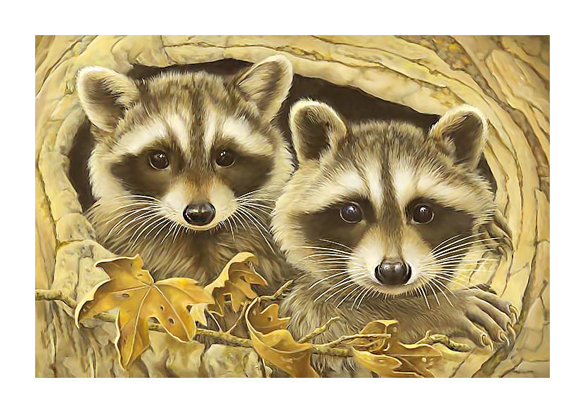 Серия "Еноты" - животные, еноты - оригинал