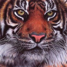 Схема вышивки «тигр»