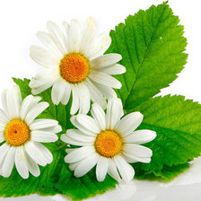 Схема вышивки «цветы»