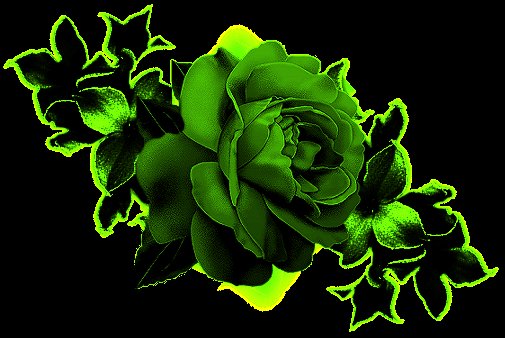 цветы - розы - оригинал