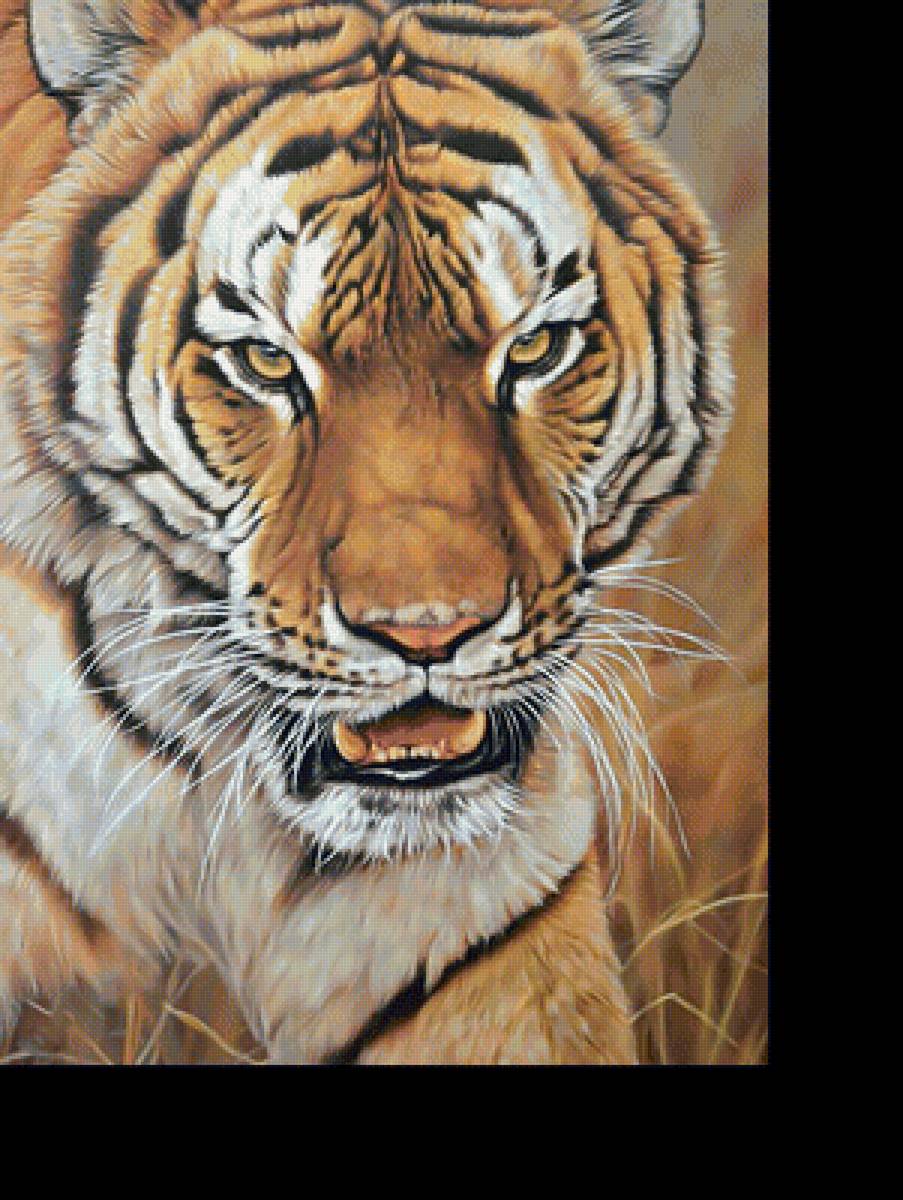 Тигр. - хищник, взгляд, тигр, животные. - предпросмотр