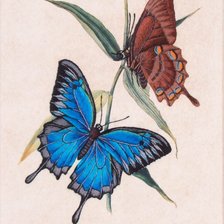 Оригинал схемы вышивки «бабочки» (№1972358)