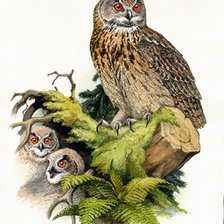 Схема вышивки «сова»