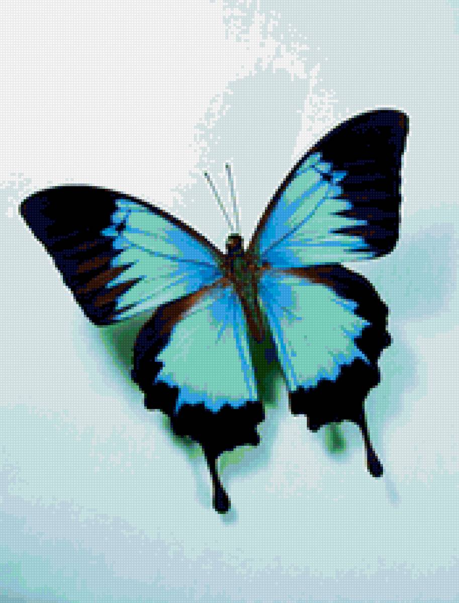 Черно синяя бабочка. Синяя бабочка. Голуби бабочки. Яркие бабочки.