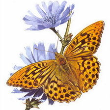 Схема вышивки «бабочка»