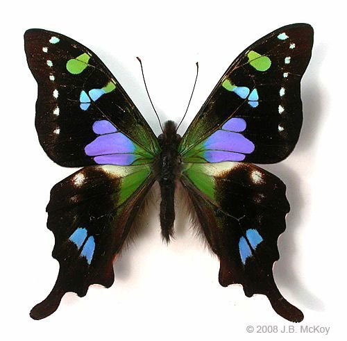 бабочка - подушка, бабочка - оригинал