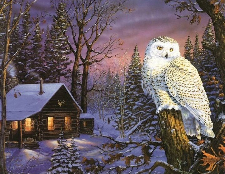 Сова - сова, птицы - оригинал