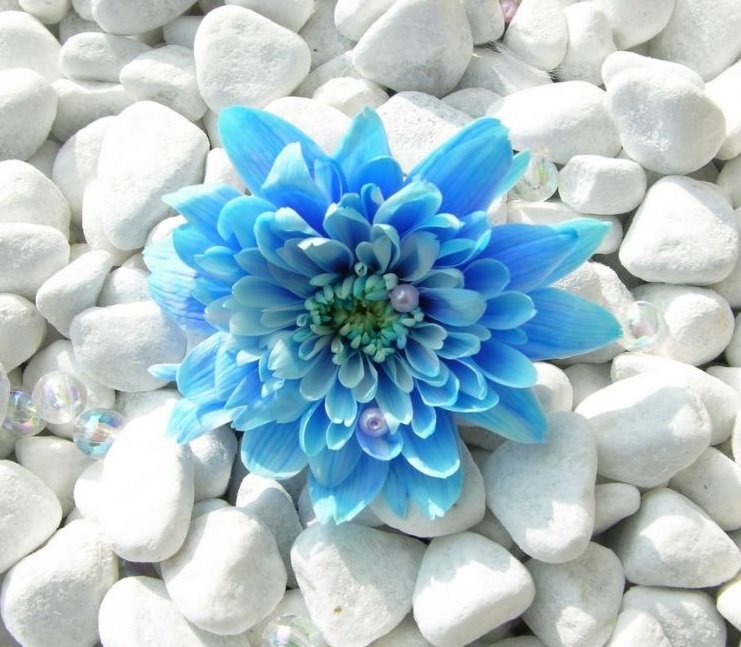 modrý kvet - оригинал