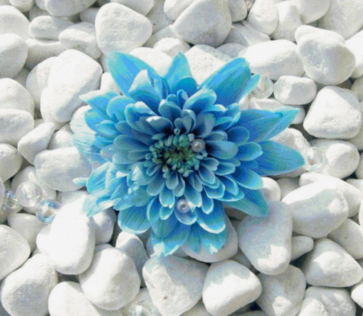 modrý kvet - предпросмотр