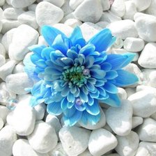 Схема вышивки «modrý kvet»