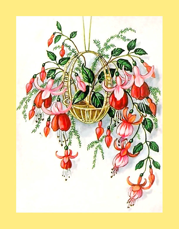 Серия "Фуксия" - флора, фуксия, цветы - оригинал
