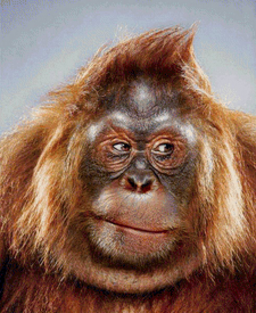 Обезьяна - предпросмотр