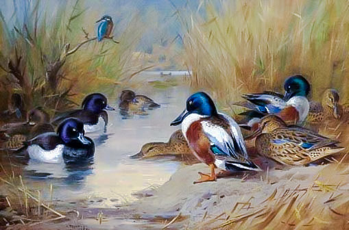 Mallard, Tufted Duck and a Kingfisher at the Water's Edge. - birds. - оригинал