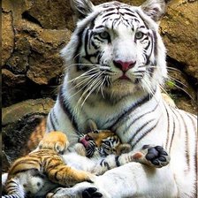 Схема вышивки «Тигр»