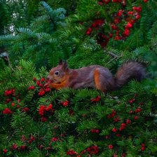 Схема вышивки «Белка»