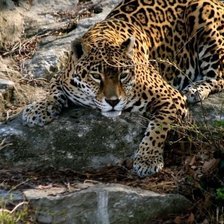 Схема вышивки «№1974407»