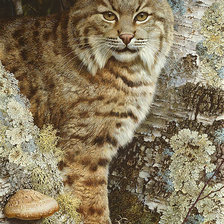 Схема вышивки «рысь»