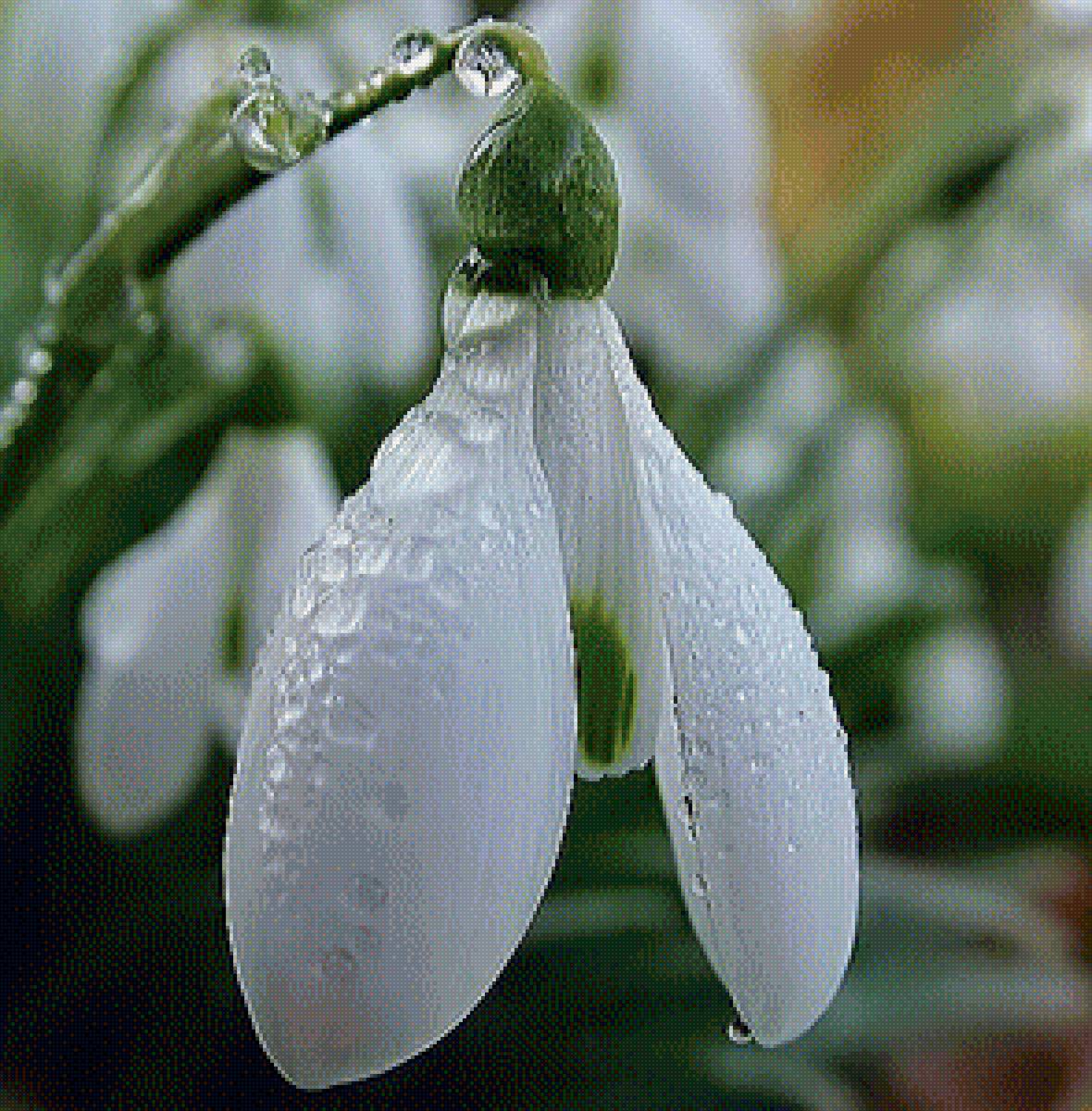 Утренний подснежник - цветок, роса, подснежник, утро, природа, капли - предпросмотр