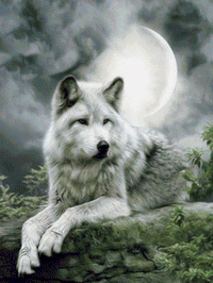 Волк - звери, волк - предпросмотр