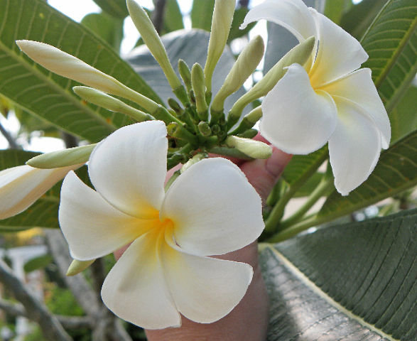 Цветы тиарэ - тропики, экзотика, белые цветы, цветы, тайский цветок - оригинал
