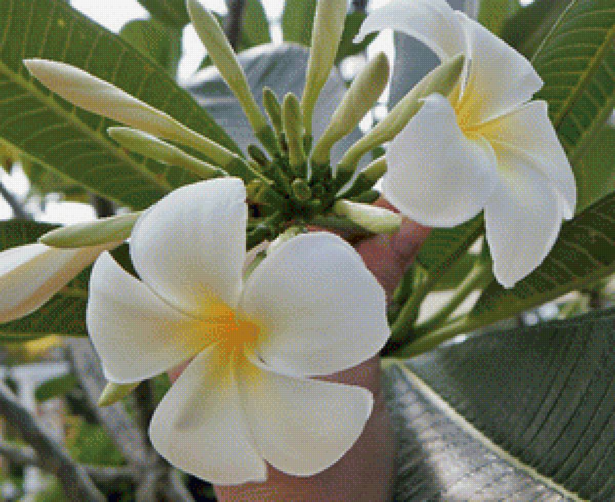 Цветы тиарэ - тропики, экзотика, тайский цветок, цветы, белые цветы - предпросмотр