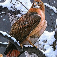 Схема вышивки «птицы»