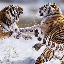 Схема вышивки «тигры»