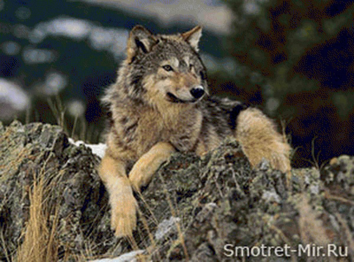 волк-одиночка - предпросмотр