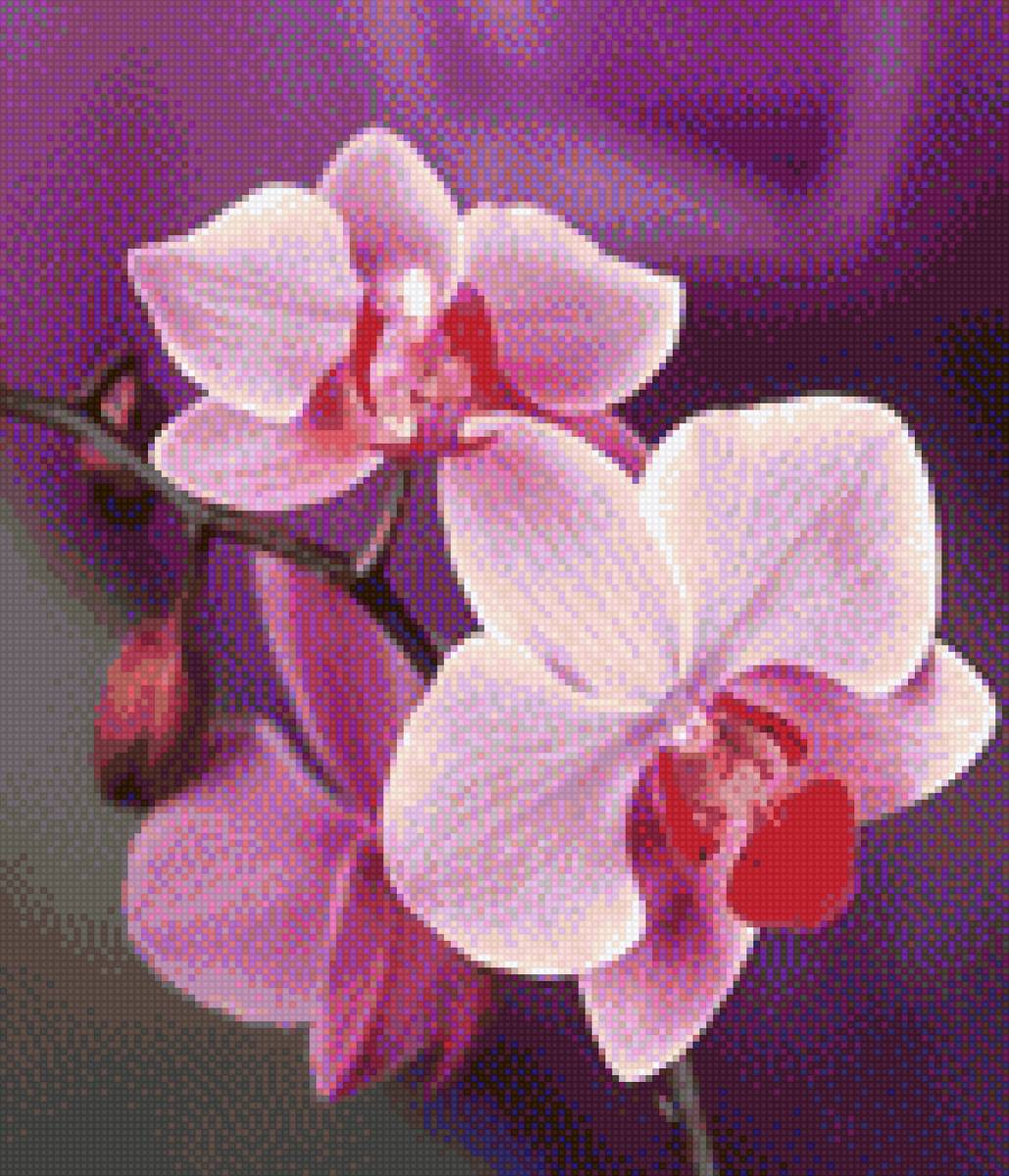 Орхидеи - цветы, орхидеи - предпросмотр